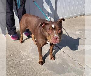 American Pit Bull Terrier Dogs for adoption in Louisville, KY, USA