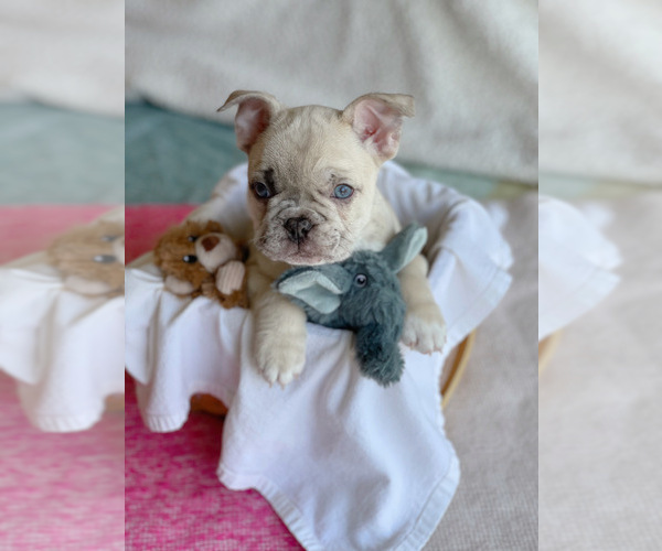 Medium Photo #1 French Bulldog Puppy For Sale in SCHAUMBURG, IL, USA