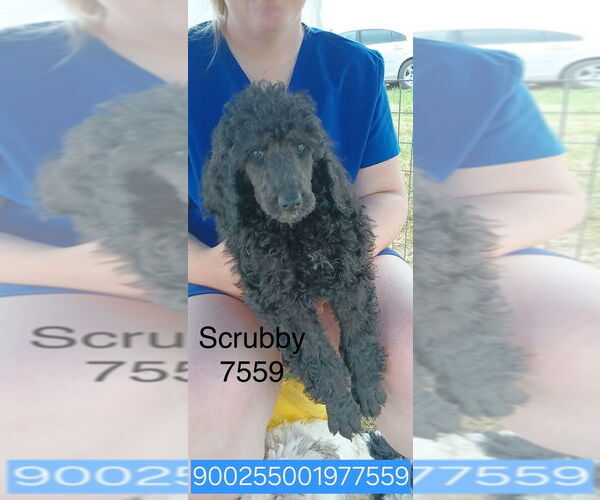 Medium Photo #2 Poodle (Standard) Puppy For Sale in Studio City, CA, USA