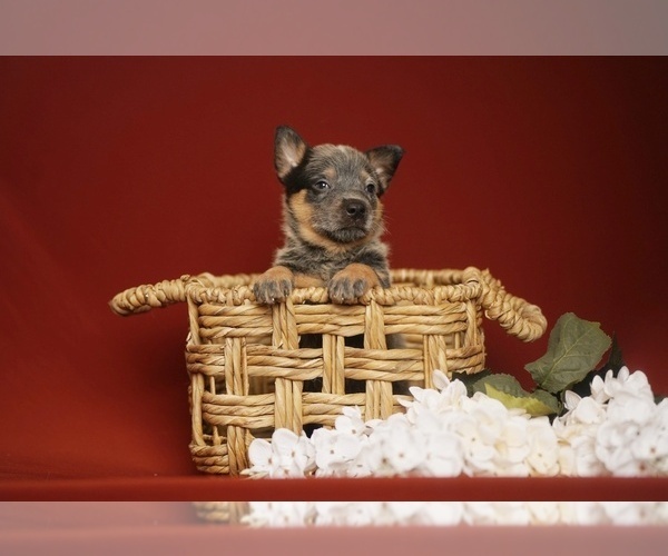 Medium Photo #5 Australian Cattle Dog Puppy For Sale in PILOT, VA, USA