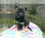 Small #2 German Shepherd Dog