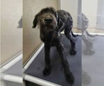 Small #1 Mutt