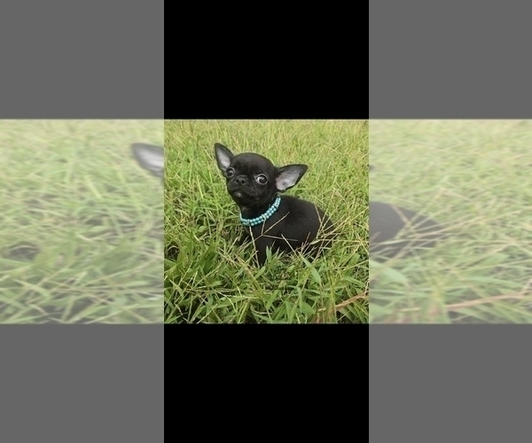 Medium Photo #2 Chihuahua Puppy For Sale in CRAFTON, PA, USA