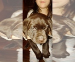 Small Photo #1 Labrador Retriever Puppy For Sale in BLUFFTON, IN, USA