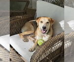 Small Photo #11 Retriever -Unknown Mix Puppy For Sale in Holly Springs, NC, USA