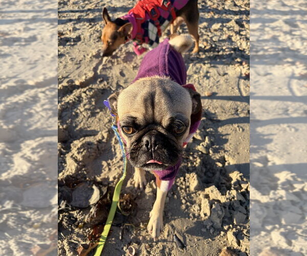 Medium Photo #3 Pug Puppy For Sale in Oak Bluffs, MA, USA
