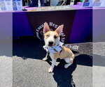Small #5 Siberian Husky Mix