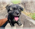 Small Photo #7 Akita Puppy For Sale in UNION CITY, GA, USA