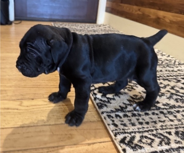 Medium Photo #33 Cane Corso Puppy For Sale in BARBOURSVILLE, VA, USA