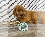 Small #3 Golden Retriever
