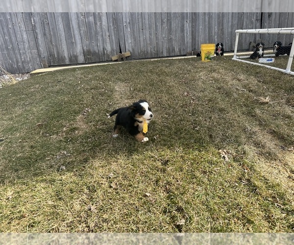 Medium Photo #11 Bernese Mountain Dog Puppy For Sale in ATHENS, WI, USA