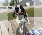 Small #1 Coonhound Mix