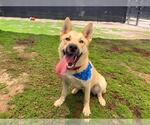 Small #2 German Shepherd Dog Mix
