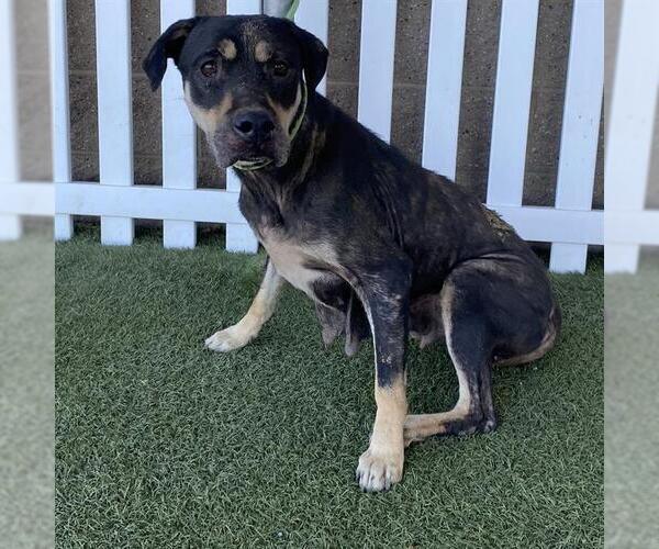 Medium Photo #1 Mutt Puppy For Sale in Modesto, CA, USA