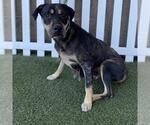 A614496 - Female Mutt Dog for Adoption - Small photo