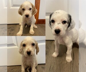 English Setter Puppy for sale in JAMESPORT, MO, USA