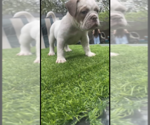 American Bully Puppy for sale in HOLLAND, MI, USA