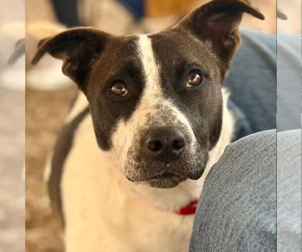 Medium Photo #4 Pointer-Unknown Mix Puppy For Sale in Canton, CT, USA