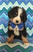 Small Photo #1 Bernese Mountain Dog Puppy For Sale in LANCASTER, PA, USA