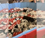 Small Photo #49 Great Dane Puppy For Sale in MARICOPA, AZ, USA