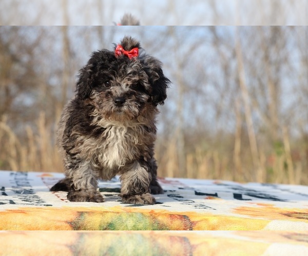 Medium Photo #3 ShihPoo Puppy For Sale in DYERSBURG, TN, USA