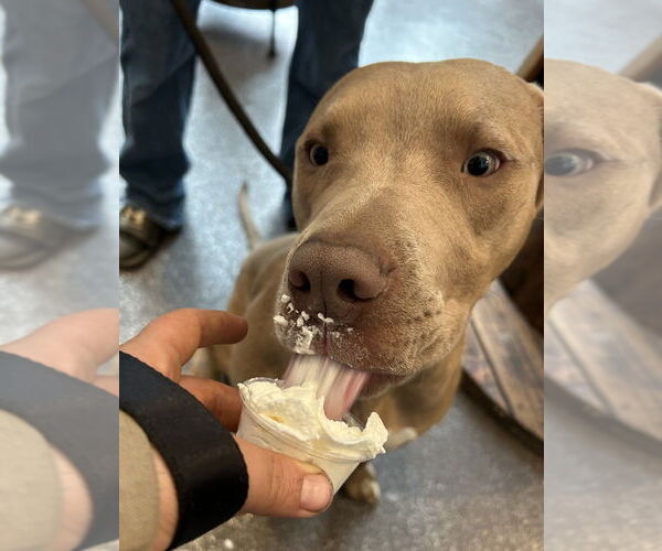 Medium Photo #2 Mutt Puppy For Sale in Candler, NC, USA