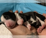 Small Photo #3 Australian Shepherd Puppy For Sale in E BROOKFIELD, MA, USA