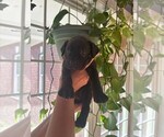 Small #6 Cane Corso