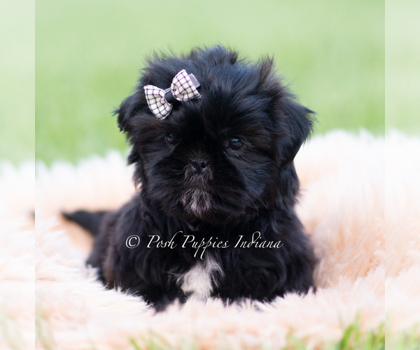 Medium Photo #3 Shih Tzu Puppy For Sale in WARSAW, IN, USA