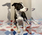 Small #2 American Pit Bull Terrier Mix