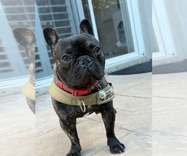 Medium Photo #4 French Bulldog-Unknown Mix Puppy For Sale in Studio City, CA, USA