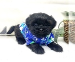 Puppy 4 Shorkie Tzu
