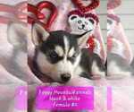 Small Photo #5 Siberian Husky Puppy For Sale in PIKEVILLE, TN, USA