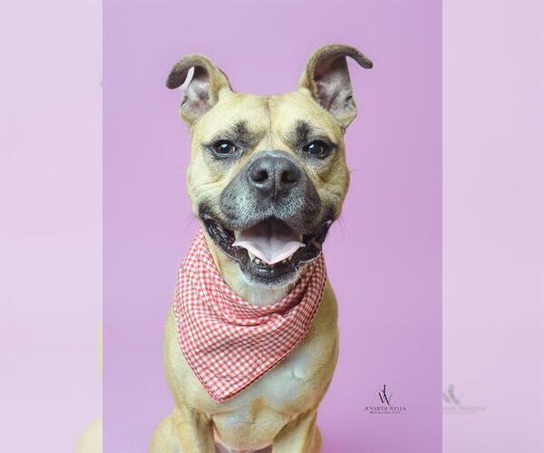 Medium Photo #1 Mutt Puppy For Sale in Forestville, MD, USA