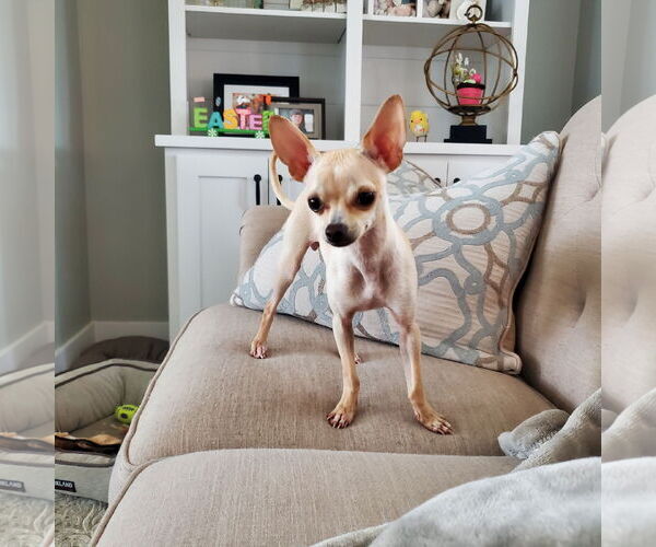 Medium Photo #12 Chihuahua Puppy For Sale in Oakhurst, NJ, USA