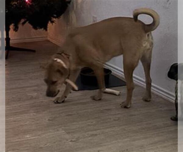 Medium Photo #1 Black Mouth Cur Puppy For Sale in San Antonio, TX, USA