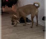 Small Black Mouth Cur
