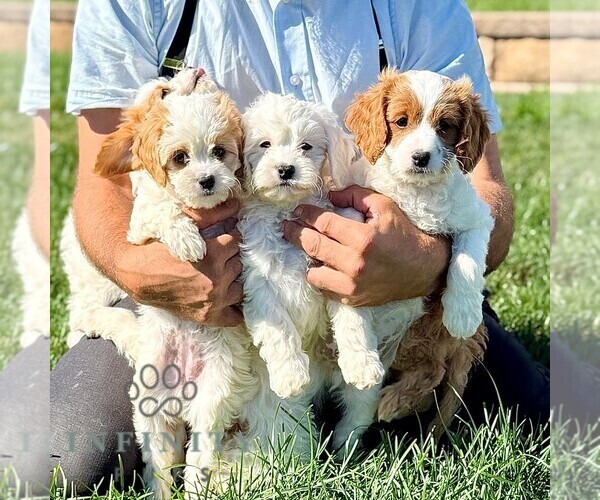 Medium Photo #3 Cavapoo Puppy For Sale in BIRD IN HAND, PA, USA