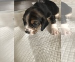 Puppy BB Beagle