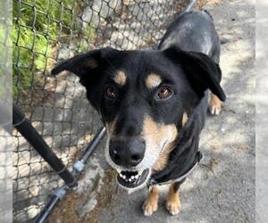 German Shepherd Dog-Unknown Mix Dogs for adoption in Berkeley , CA, USA