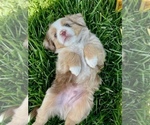 Small Photo #5 Miniature Australian Shepherd Puppy For Sale in CONCORD, CA, USA