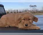 Small Photo #2 Golden Retriever Puppy For Sale in CONCORD, IL, USA