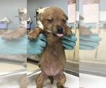 Small Mutt