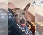 Small #7 American Pit Bull Terrier Mix