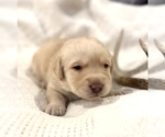 Puppy Puppy 4 Labrador Retriever