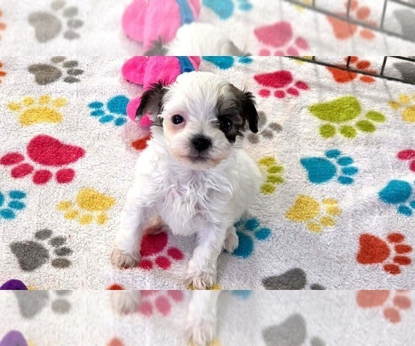 Medium Photo #16 Havapoo Puppy For Sale in ORO VALLEY, AZ, USA
