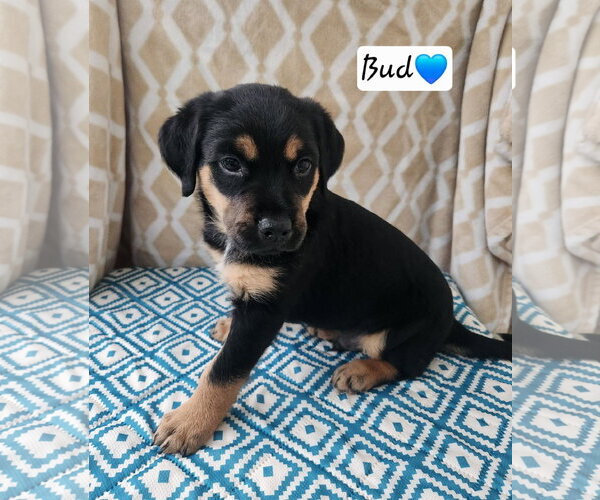 Medium Photo #1 Coonhound Puppy For Sale in Clinton , MI, USA