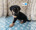 Small Coonhound