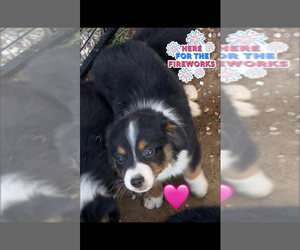 Medium Miniature Australian Shepherd