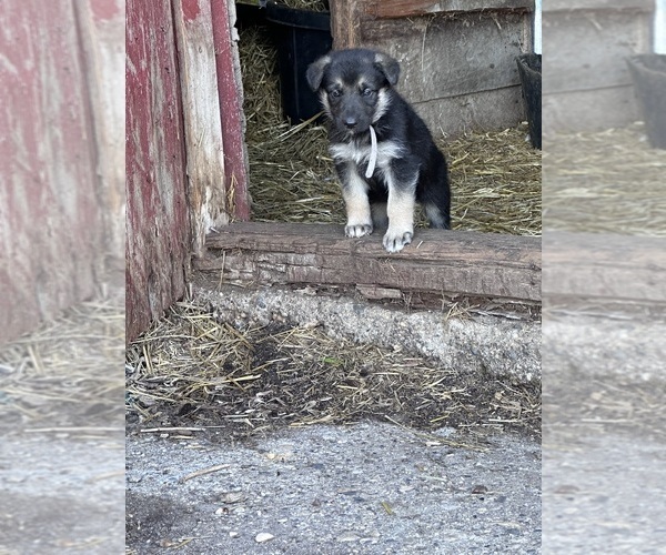 Medium Photo #3 German Shepherd Dog Puppy For Sale in WADENA, MN, USA